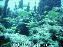 The inside reef at Lauderdale by the Sea by Michael Kovach 